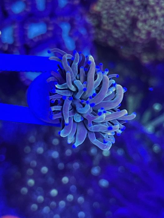 Corais Euphyllia Holy Grail / Holograma / Gold - aquario agua salgada