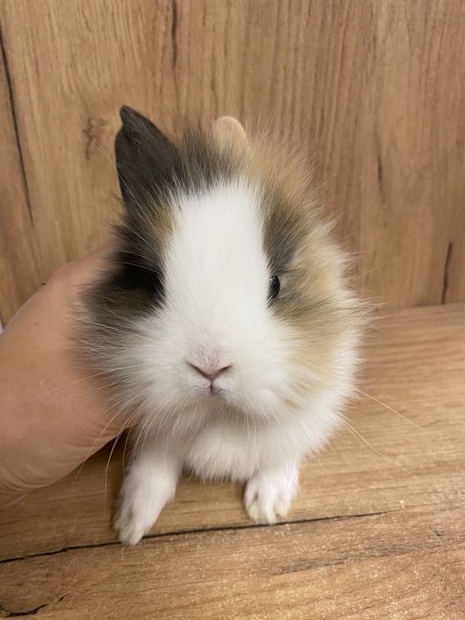 Królik karzełek jak teddy miniaturka trikolor samiczka