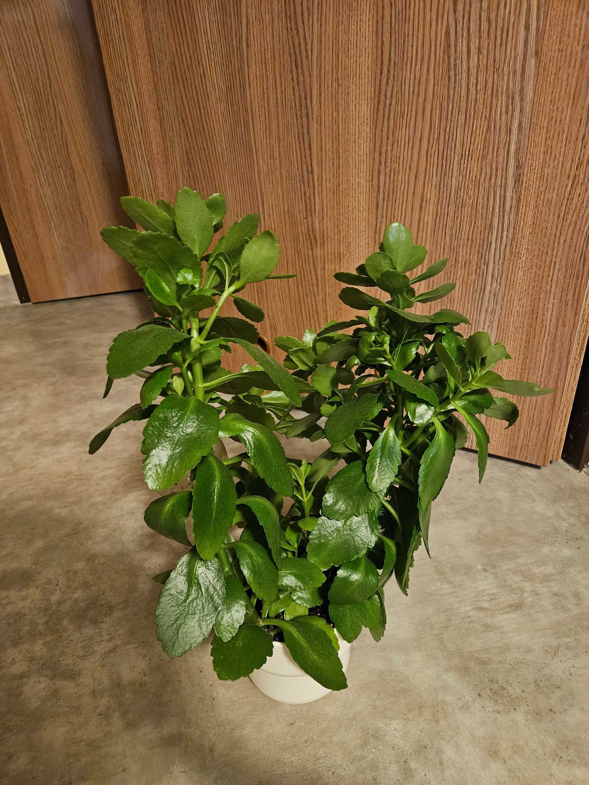 Kwiat Kalanchoe żyworódka różowa