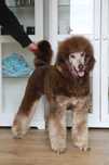 PUDEL królewski duży poodle pies/samiec Choco Tan RALPHI Poodle