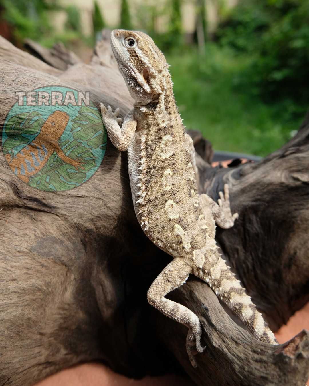 Agama Brodata - Jaszczurka dla Początkujących gekon zbożówka