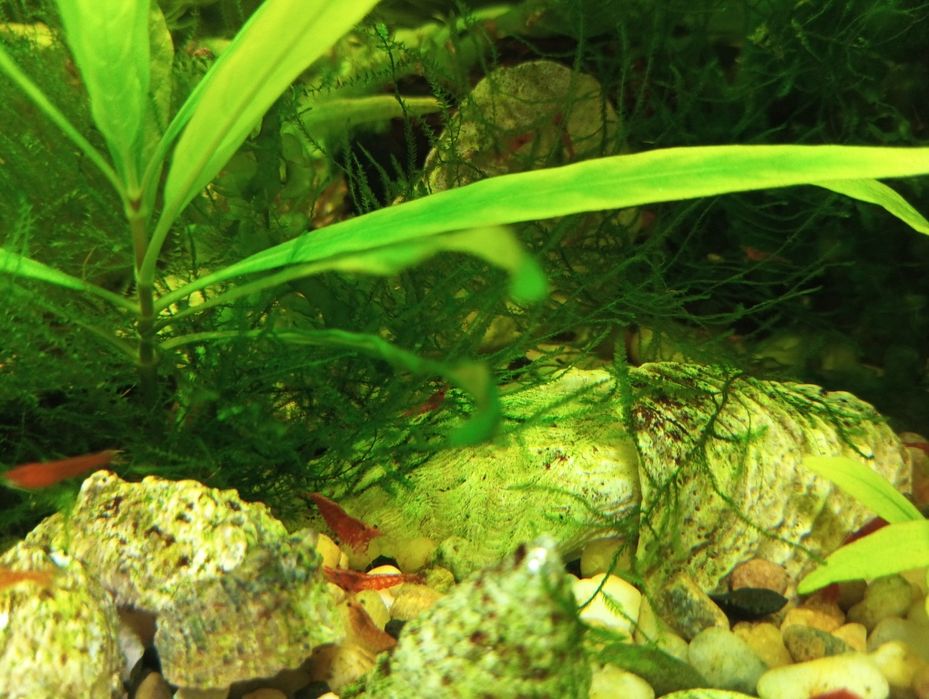 Krewetki neo cardina czerwone