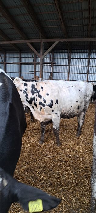 Jałowki wysokocielne