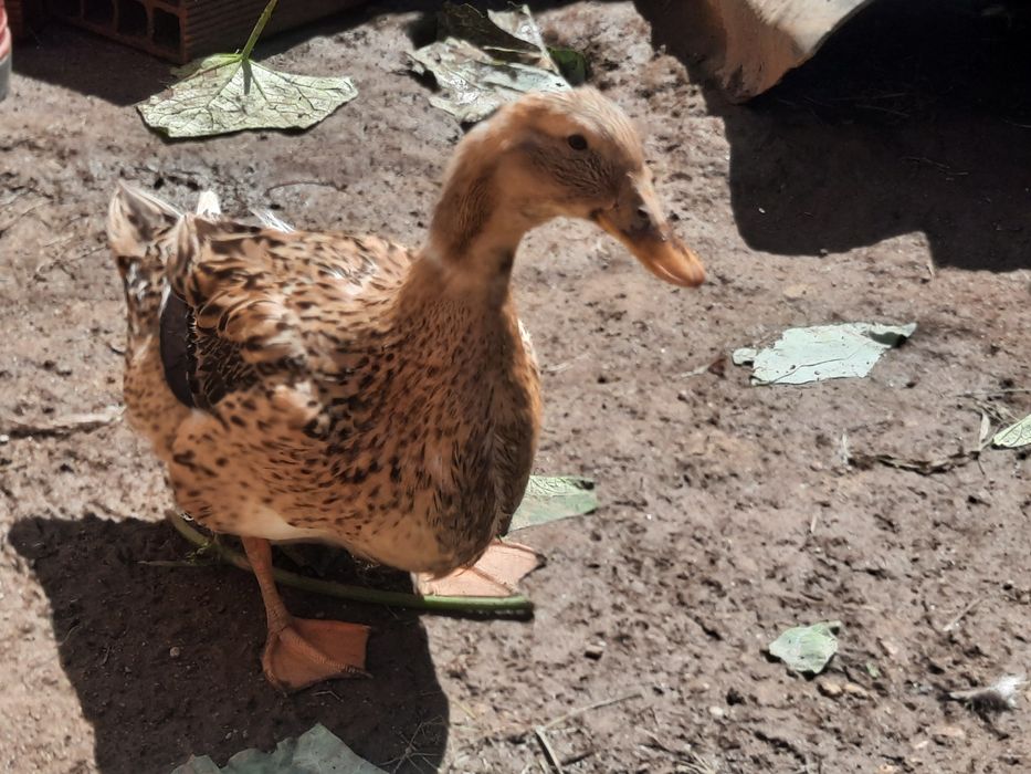 Casal Patos Rowen
