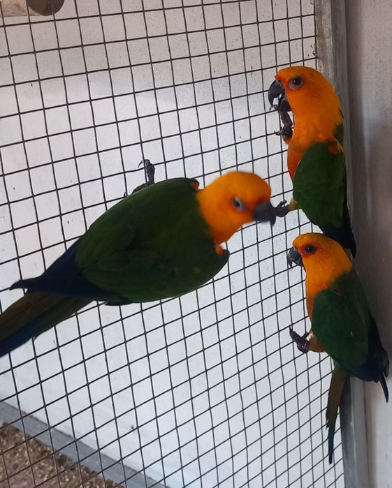 Grandes Alexandrinos