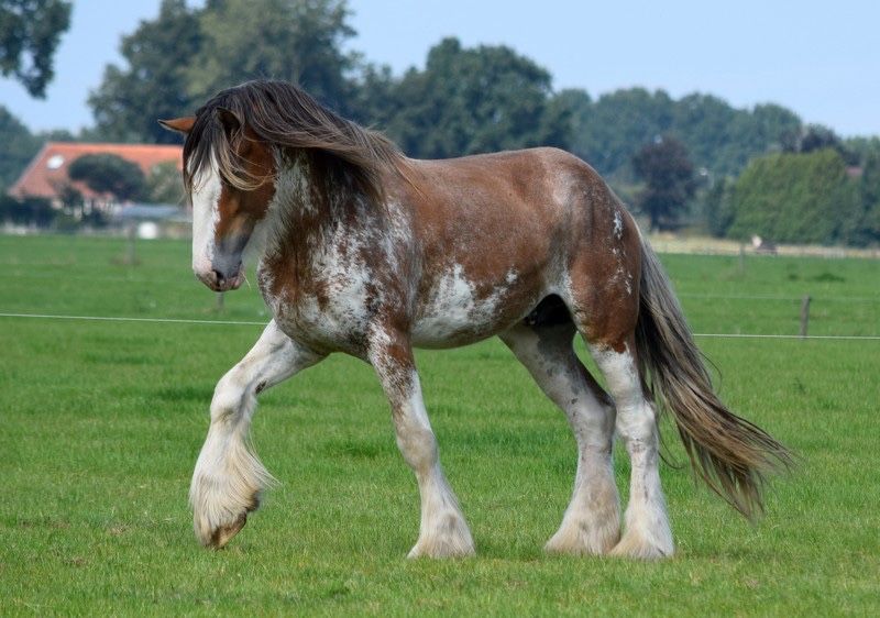 Ogier clydesdale