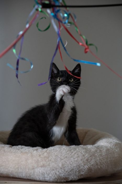 Baton słodki przyjaciel