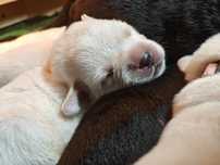 Labrador Retriever suczka