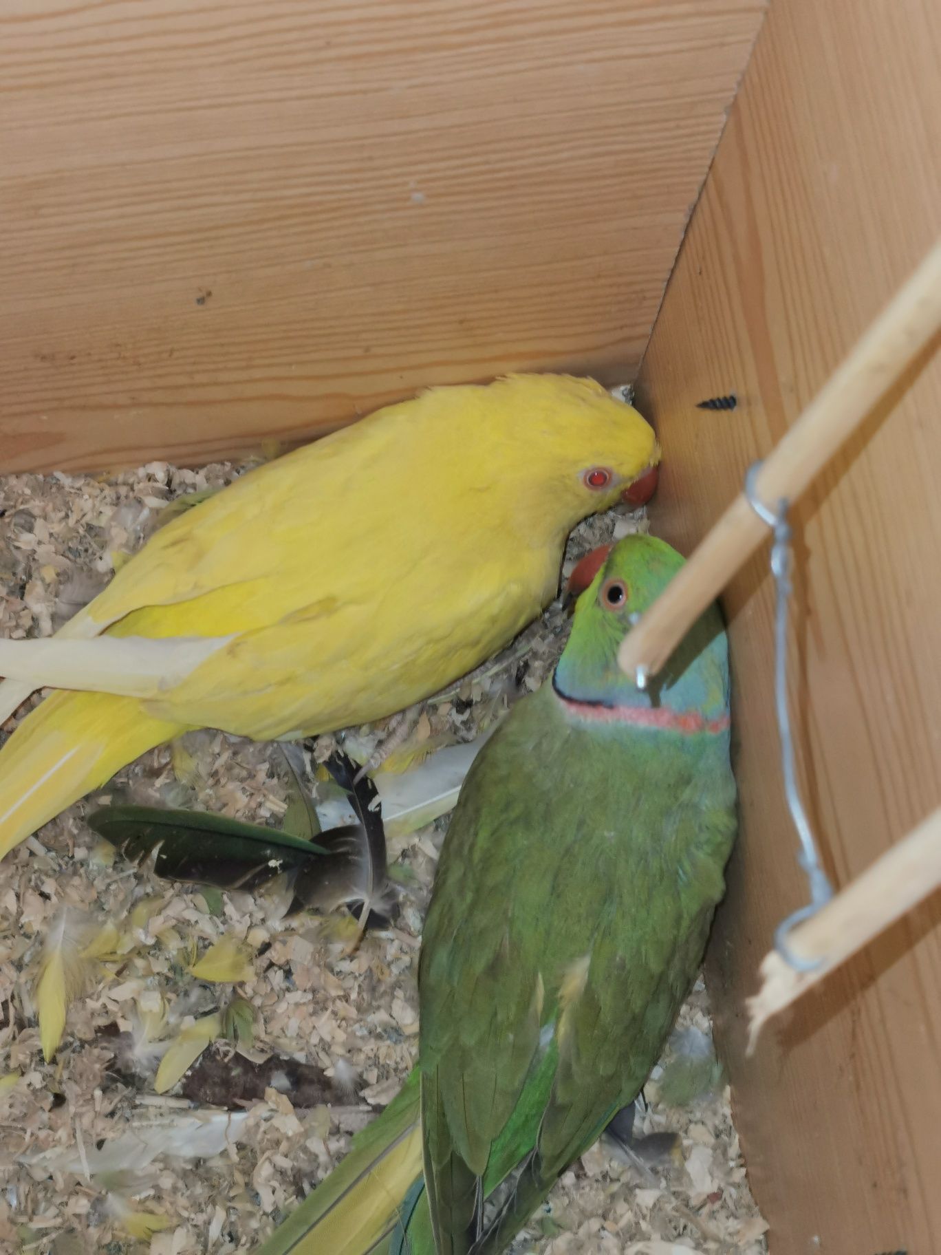 Vendo casal de ring neck  sem anilhas