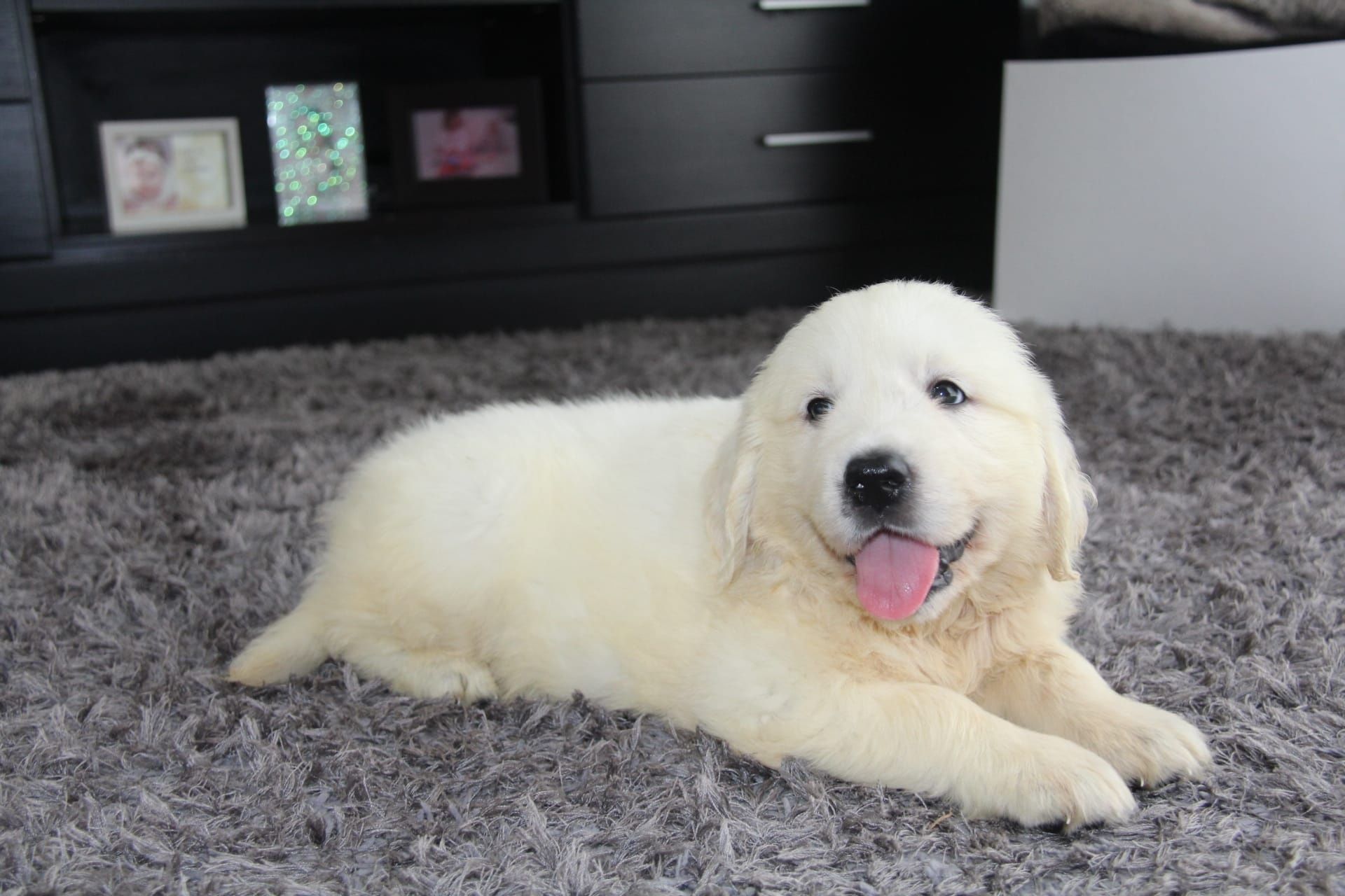 Golden Retriever com Lop e Afixo