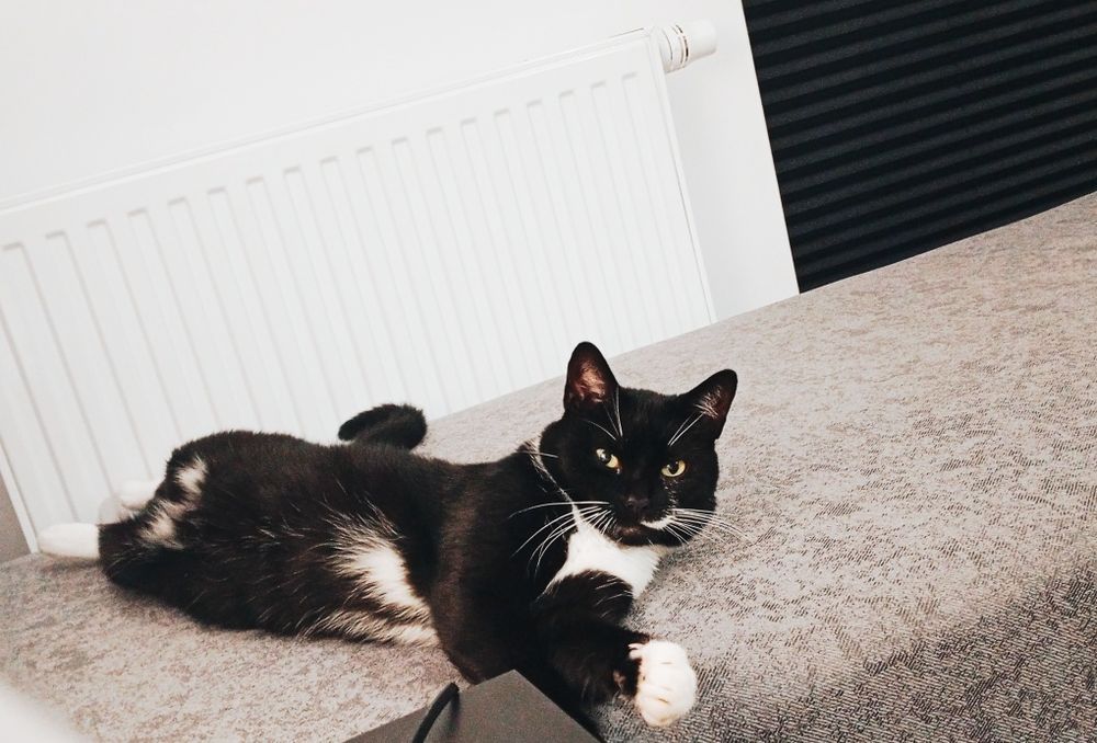 Potrzebuje opieki do kota