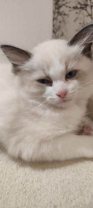 Ragdoll  kocurek  rodowód FPL