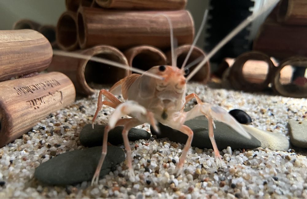 Cherax destructor volcano