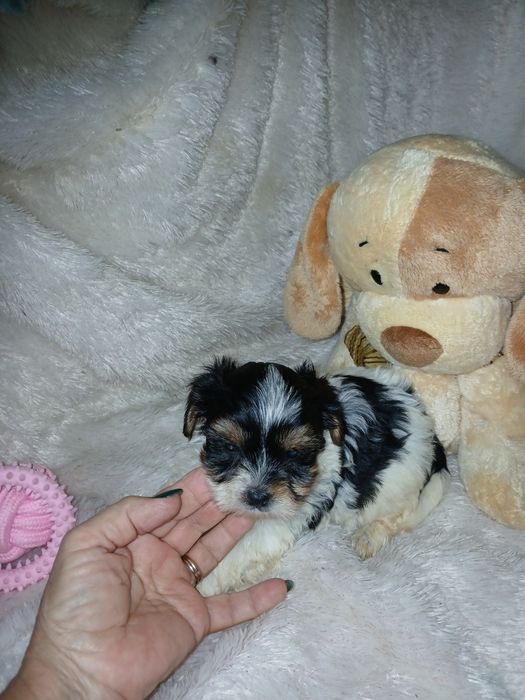 Biewer Terrier Fêmea Com Lop Criadora Registada PT 3088 FL