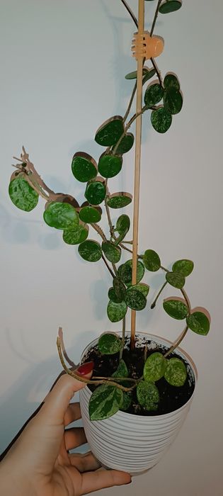 Mathilde Splash hoja hoya