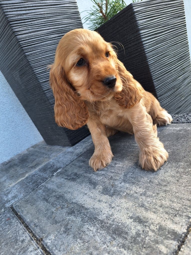 Cocker spaniel pies 8 tygodni