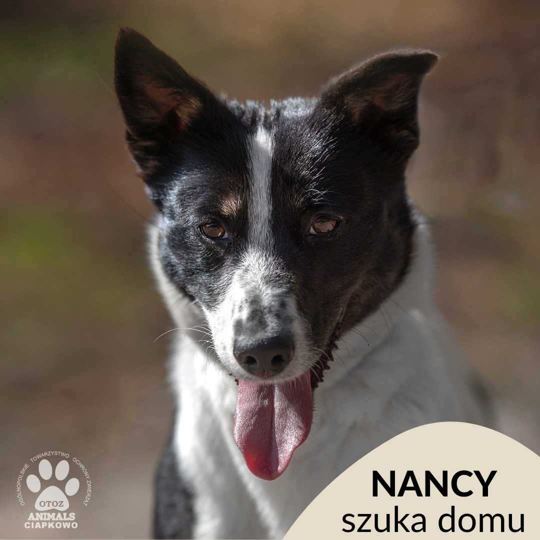 Nancy szuka domu! OTOZ Animals Schronisko Ciapkowo