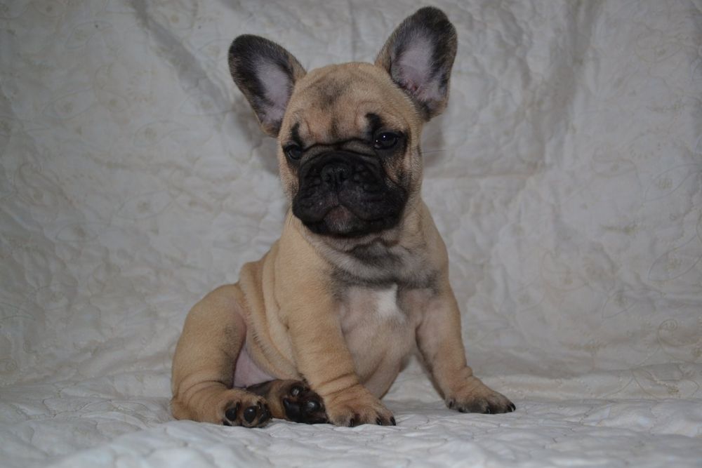 Бомбезные генные французики