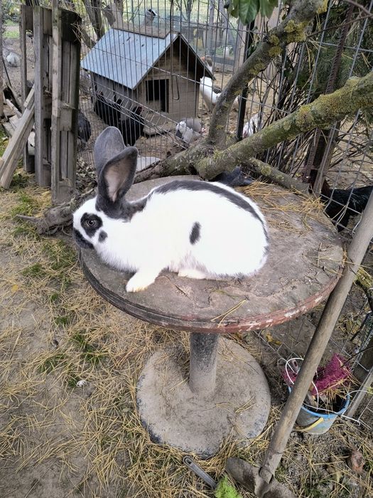 Olbrzym Srokacz OSN z rodowodem