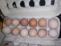 Vendo ovos e galinhas a por