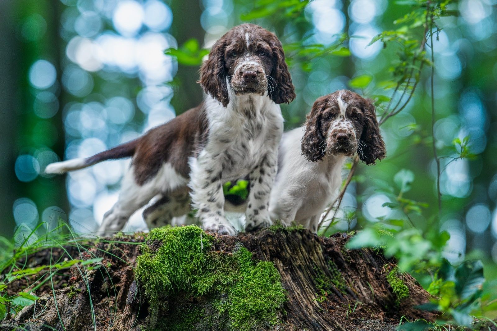 Springiel Spaniel Angielski