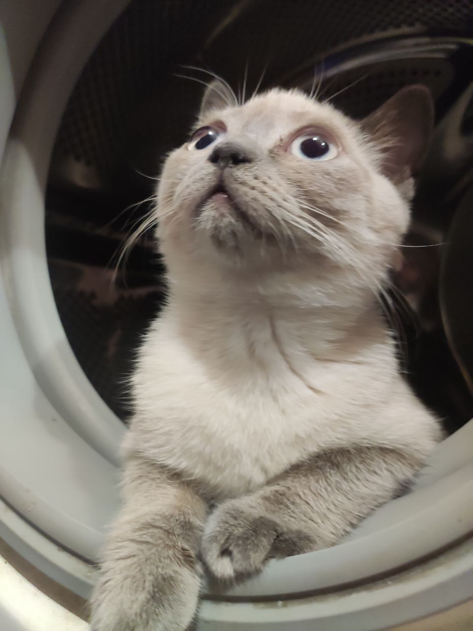 Шотландский прямоухий котенок