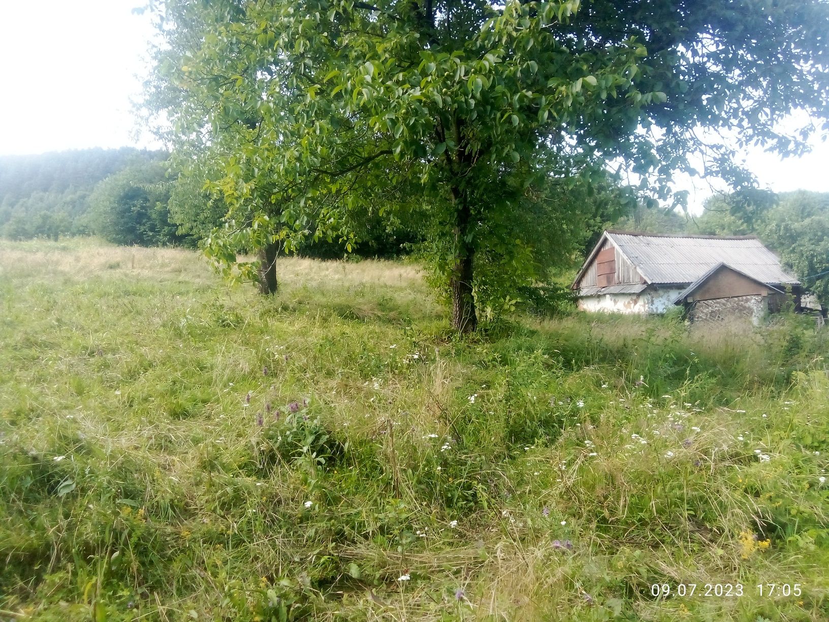 Продається земля з старим будинком і сараєм площею півтора гектара є с