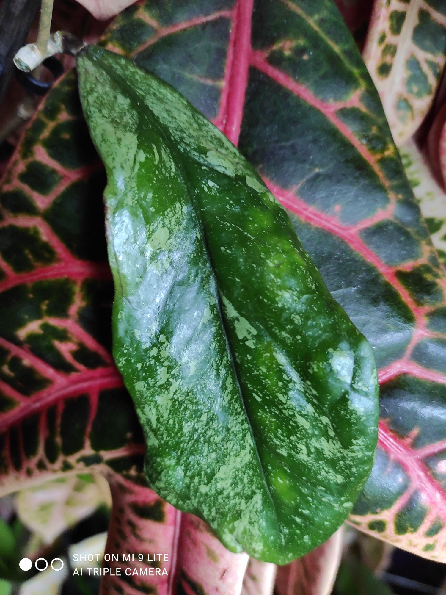 Hoya sp SLM04 silver splash