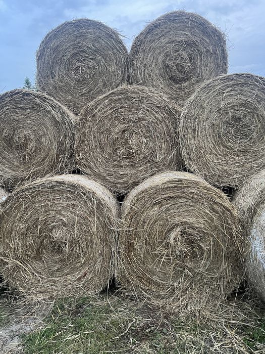 Siano, słoma pszenna oraz owsiana