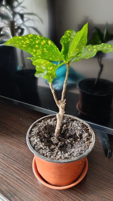 НЕ ПЕРЕСИЛАЮ!!Терміново!!! Кімнатні квіти кротон фікус