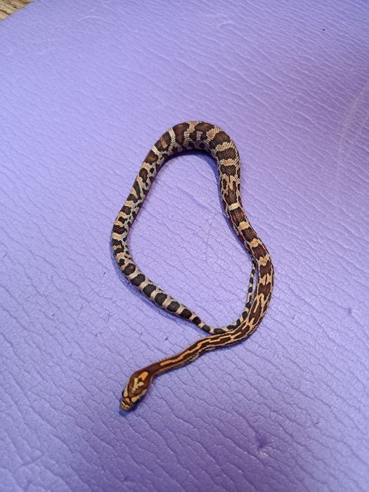 Wąż zbożowy młody