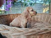 Cocker Spaniel angielski sunia