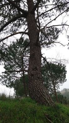 Pinheiros bravos (Pinus pinaster)