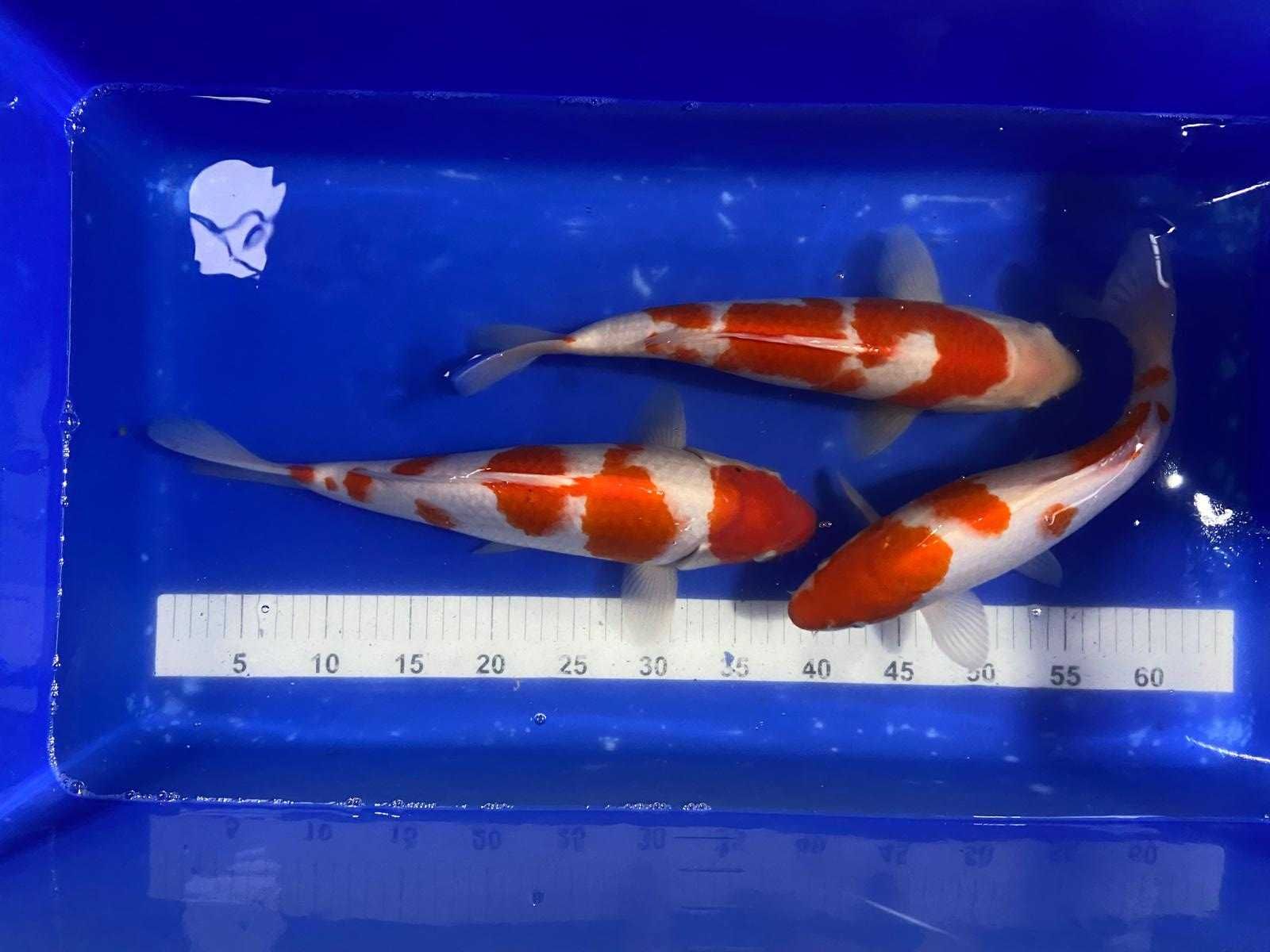 Karp Koi Oryginalny z Japonii
