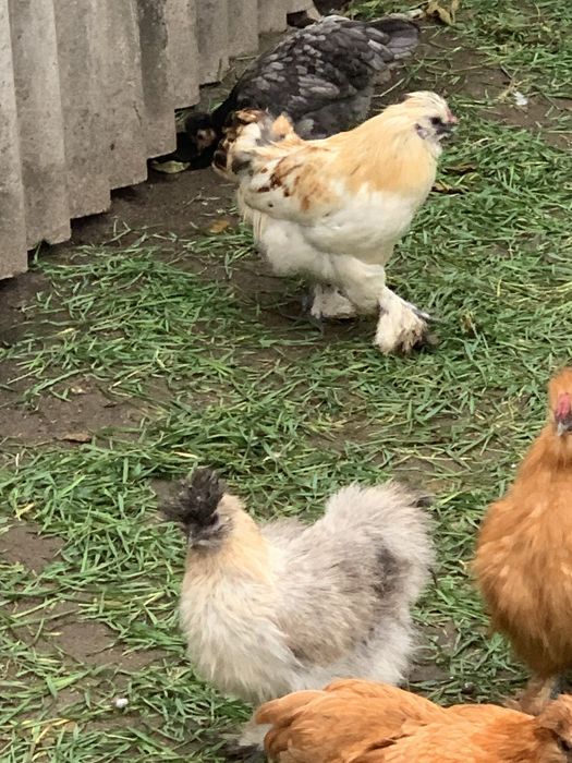 Пухові кури бентамки