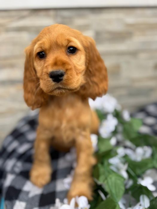 Cocker spaniel angielski sunia z rodowodem
