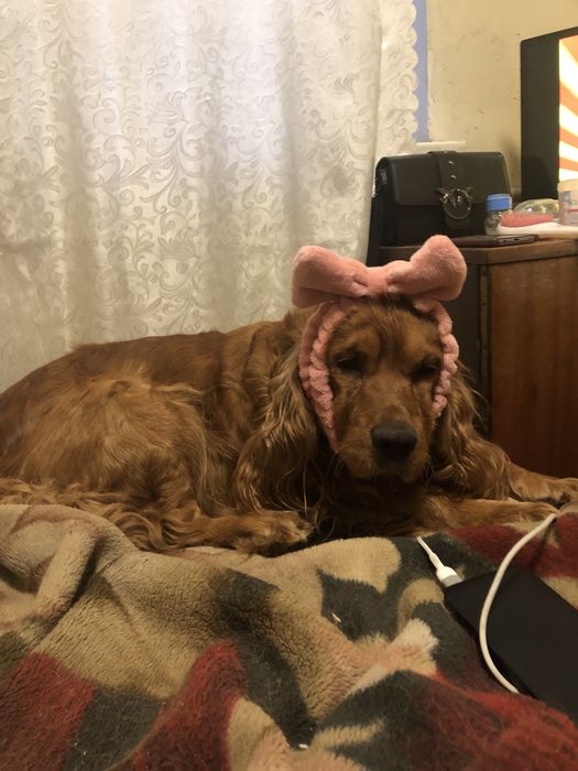 Англійський кокер спаніель