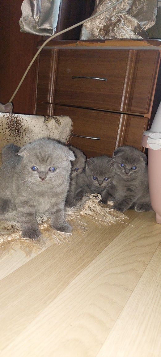 Чисто кровні британці(котята)