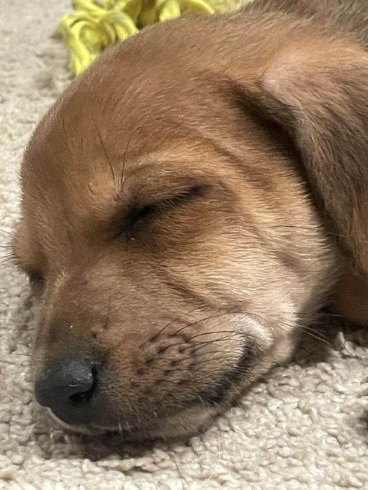 Dá se cachorrinho nascido a 20 de agosto porte pequeno/medio