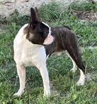 Boston Terrier-reproduktor ,krycie