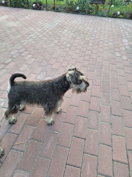 Sznaucer miniaturowy pieprz i sól z rodowodem ZHPR