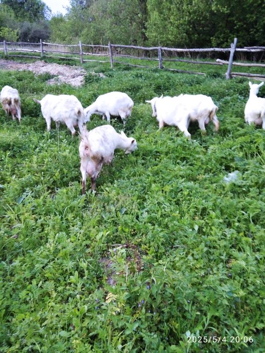 Зааненські чистокровні дойні кози