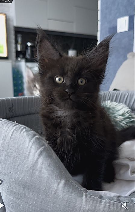 Мейн кун чорний дим киця із проф розплідника