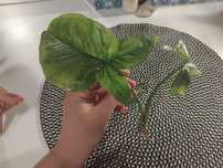 Syngonium mohito