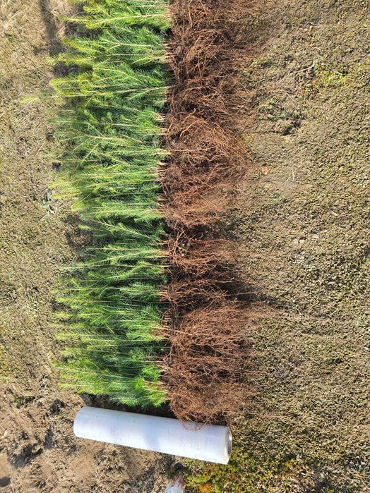świerk pospolity, srebrny, srebrzysty serbski 2letnia sadzonka