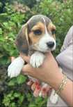 Suczka beagle tricolor gotowa do odbioru z Rodowodem