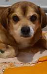Filipek do pilnej adopcji