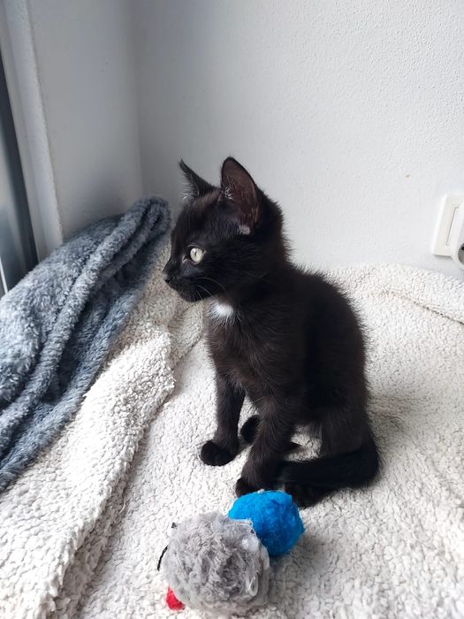 Gatinho bebé para adoção