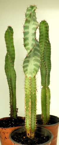 Cactus espirais com 4 anos