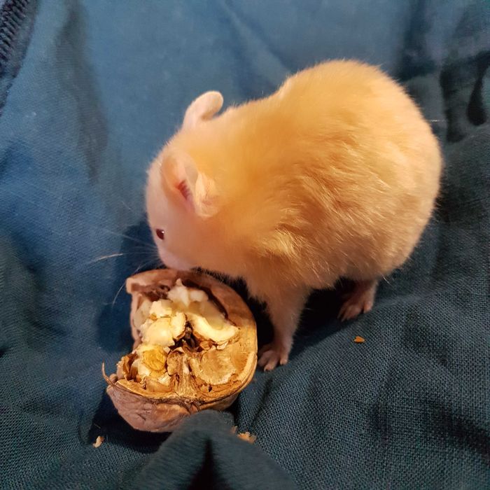 Продам красивого  ангорка,сатин  и др